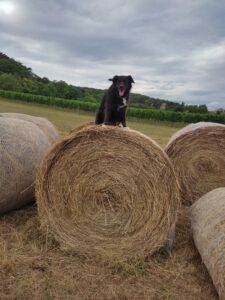 Hund auf Heuballen