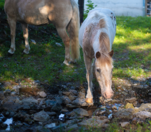 Pferd am Bach